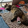 cat, tabby_cat, sleeping, bandage, paw, blanket, bed, window, blinds, natural_light, cozy, indoor, furniture, scattered_items, household, resting, fur, animal, pet, comfort