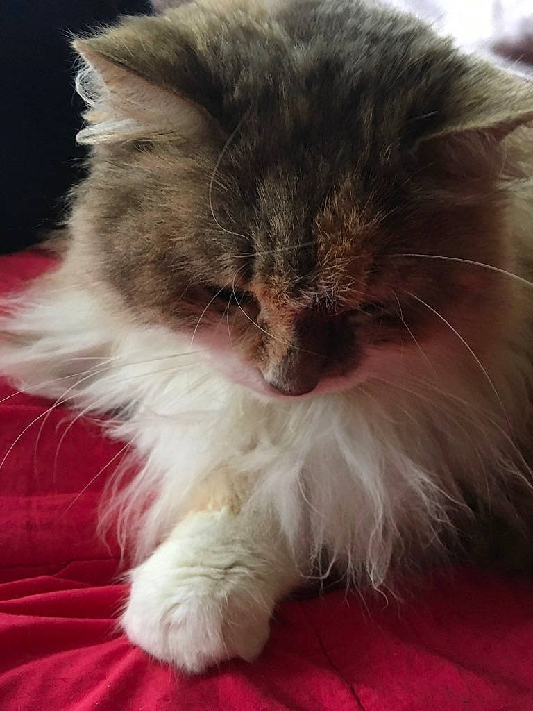 Iris participe au concours pour gagner de l'argent avec cette photo : british_longhair, carnivore, cat, claw, comfort, companion_dog, eye, fawn, felidae, foot, fur, grass, head, natural_material, paw, small_to_medium_sized_cats, snout, tail, terrestrial_animal, whiskers