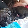 animal, bed, black_dog, blanket, colorful_blanket, comfort, cozy, dog, domestic, fur, human_arm, indoor, napping, peaceful, person, pet, quiet, relaxation, resting, sleeping