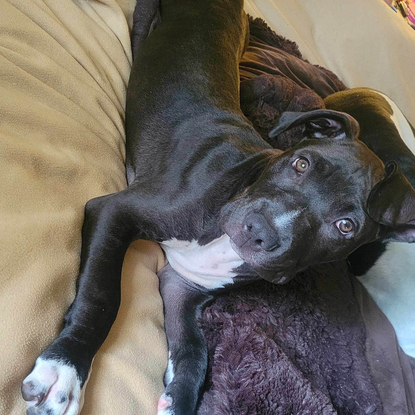 Rebel