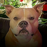 Thanos a rejoint le concours — aidez-le/la à gagner de superbes lots ! dog, pitbull, face, portrait, ears, nose, christmas_tree, lights, holiday, decorations, indoor, pet, animal, closeup, expression, brown, white, cute, furry, canine