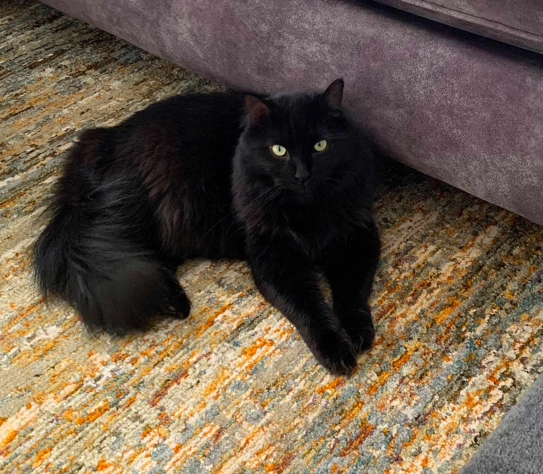 Raven is registered to the contest to win money with this photo: black_cat, cat, pet, animal, feline, indoor, rug, carpet, fur, whiskers, relaxed, resting, purple_couch, home, cozy, domestic, cute, eyes, tail, paws