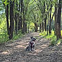 dog, forest, path, trees, sunlight, nature, outdoor, harness, animal, canine, greenery, bench, daytime, walk, peaceful, pet, leaves, trunk, shade, ground