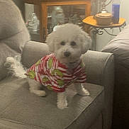 Jakey joined the competition — help win amazing prizes! dog, white_dog, small_dog, dog_clothing, striped_shirt, couch, living_room, furniture, cabinet, side_table, lamp, bottle, wooden_furniture, indoor, pet, cute, fluffy, animal, home, cozy
