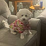 dog, white_dog, small_dog, dog_clothing, striped_shirt, couch, living_room, furniture, cabinet, side_table, lamp, bottle, wooden_furniture, indoor, pet, cute, fluffy, animal, home, cozy