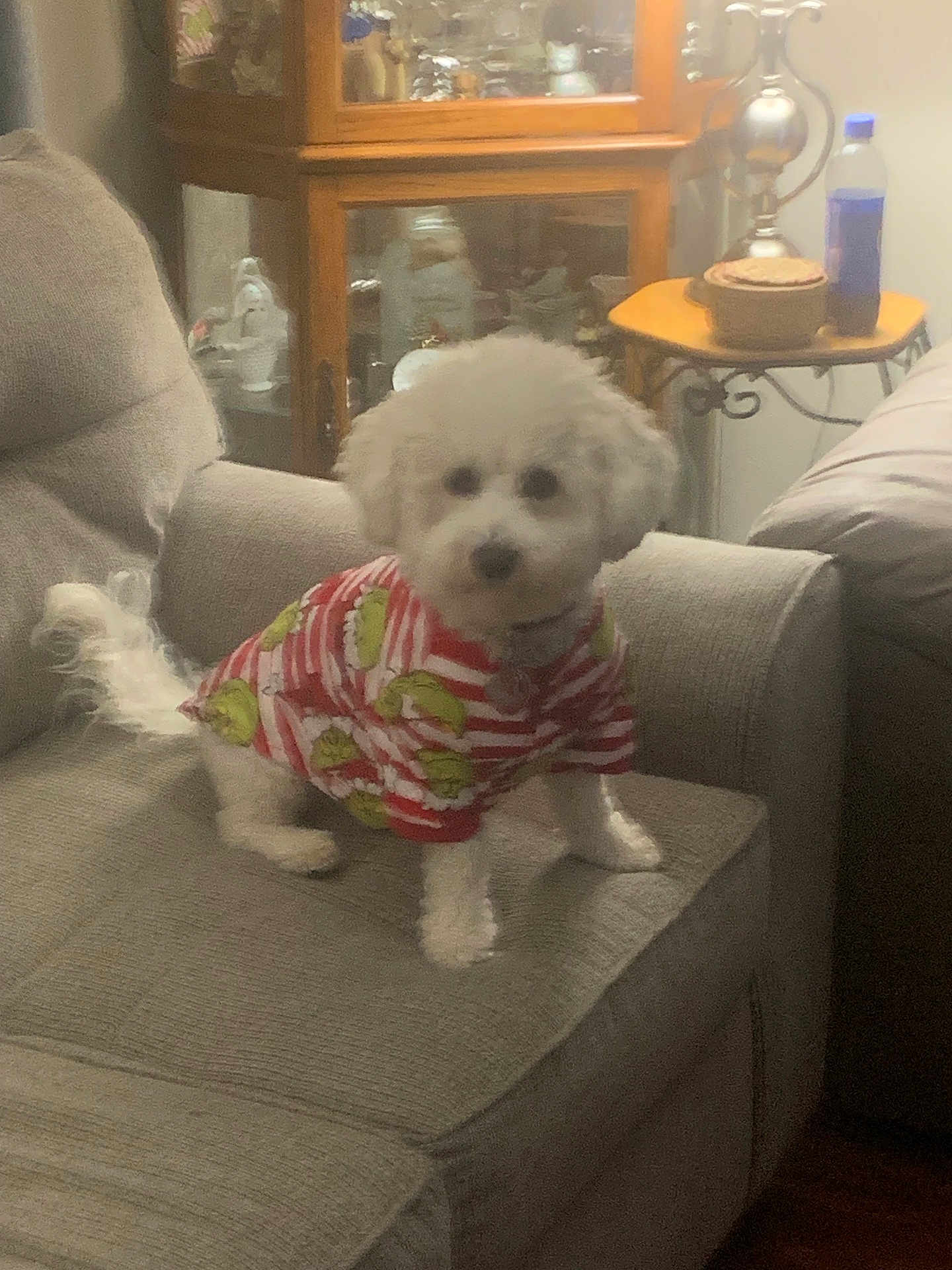 Jakey joined the competition — help win amazing prizes! dog, white_dog, small_dog, dog_clothing, striped_shirt, couch, living_room, furniture, cabinet, side_table, lamp, bottle, wooden_furniture, indoor, pet, cute, fluffy, animal, home, cozy