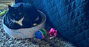 Ruby is registered to the contest to win money with this photo: cat, tuxedo_cat, pet_bed, carpet, toys, indoor, quilted_couch, black_and_white, feline, relaxed, home, cozy, whiskers, animal, domestic_cat, resting, cute, comfortable, small_bed, colorful_toys
