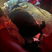 Ruby joined the competition — help win amazing prizes! cat, black_and_white, blanket, indoor, cozy, fur, whiskers, relaxing, pet, animal, bed, fabric, texture, warm_lighting, soft_light, resting, comfortable, domestic_cat, feline, home