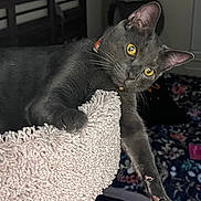 Koda is registered to the contest to win money with this photo: animal, bedroom, cat, cat_tree, climbing, close_up, collar, cozy, curious, feline, floral_bedspread, gray_cat, indoor, paw, pet, playful, texture, whiskers, wooden_headboard, yellow_eyes