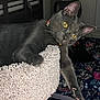 animal, bedroom, cat, cat_tree, climbing, close_up, collar, cozy, curious, feline, floral_bedspread, gray_cat, indoor, paw, pet, playful, texture, whiskers, wooden_headboard, yellow_eyes