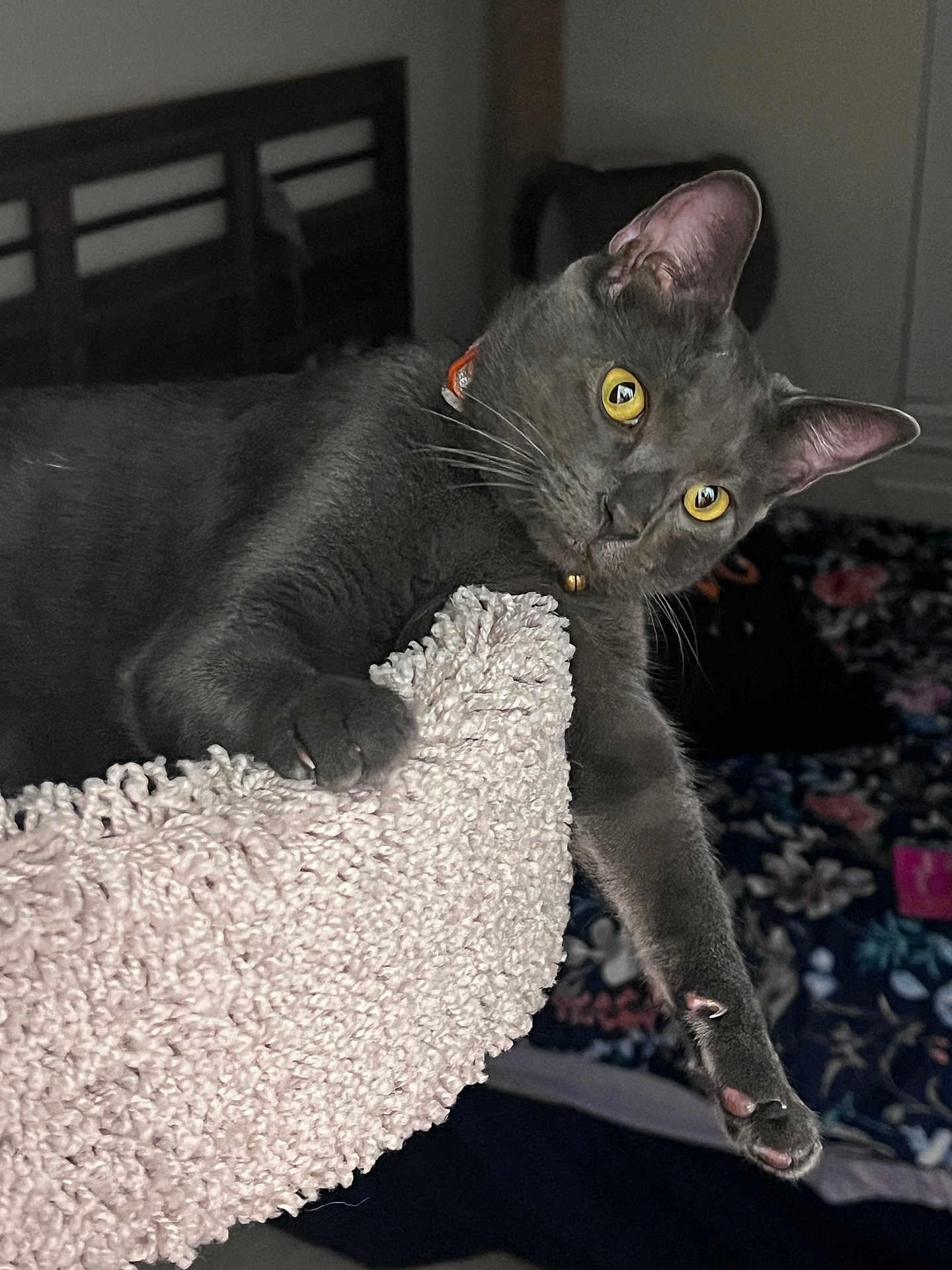 Koda