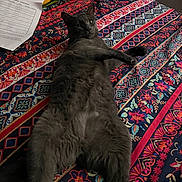 Koda is registered to the contest to win money with this photo: animal, bedspread, cat, closeup, cozy, curious, feline, floral_pattern, furniture, gray_cat, indoor, looking, lying_down, paper, patterned_fabric, pet, relaxed, striped_pattern, text_document, university