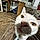 Mister Moo