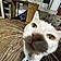 Mister Moo