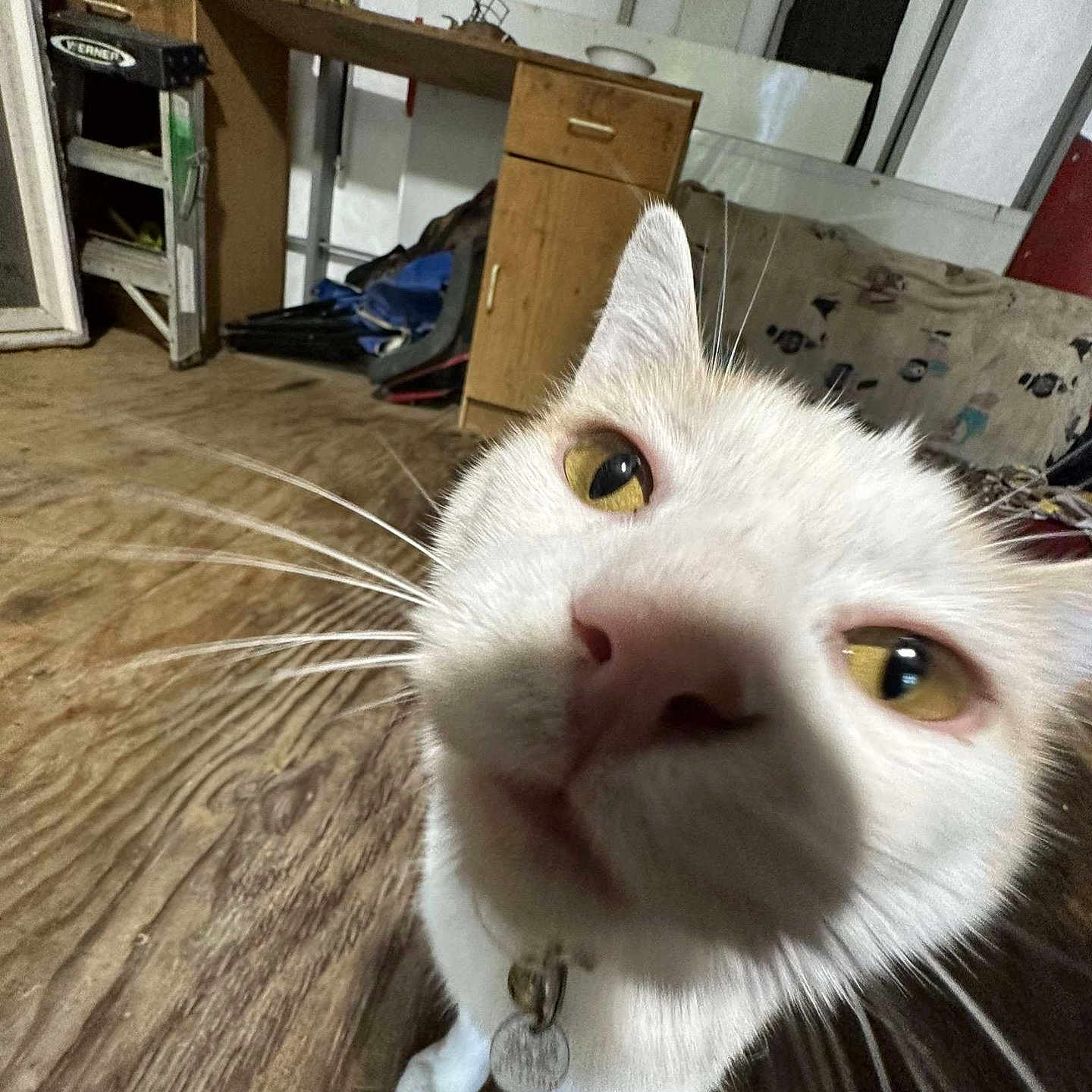 Mister Moo is registered to the contest to win money with this photo: animal, background, cabinet, cat, close_range, close_up, collar, curiosity, curious, door, face, floor, furniture, indoor, pet, whiskers, white_cat, wooden_floor, workshop, yellow_eyes