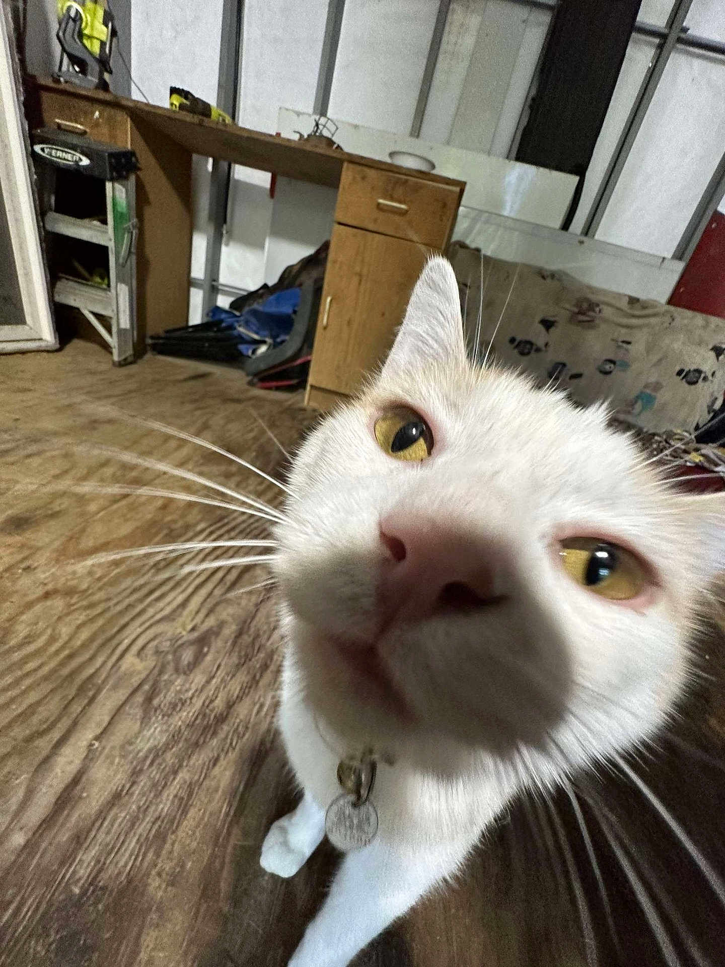 Mister Moo is registered to the contest to win money with this photo: animal, background, cabinet, cat, close_range, close_up, collar, curiosity, curious, door, face, floor, furniture, indoor, pet, whiskers, white_cat, wooden_floor, workshop, yellow_eyes