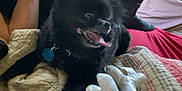 Ace joined the competition — help win amazing prizes! bed, black_dog, blanket, casual, collar, comfort, dog, furniture, hand, indoor, legs, panting, person, phone, quilt, relaxing, sitting, sleeping, toy, window