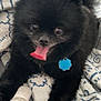 adorable, animal, black_dog, blanket, blue_tag, companion, cute, cute_pet, dog, face, fluffy, fur, indoor, lying_down, pet, playful, small_dog, snout, tongue_out, toy