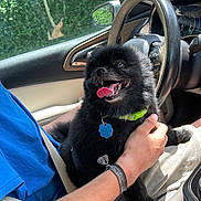 Ace joined the competition — help win amazing prizes! black_dog, blue_shirt, car_interior, collar, cozy, dog, dog_tag, fluffy_dog, greenery_outside, hand, happy_dog, lap, person, pet, seatbelt, steering_wheel, sunlight, tongue_out, window, wristband