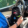black_dog, blue_shirt, car_interior, collar, cozy, dog, dog_tag, fluffy_dog, greenery_outside, hand, happy_dog, lap, person, pet, seatbelt, steering_wheel, sunlight, tongue_out, window, wristband