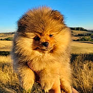 Bloom a rejoint le concours — aidez-le/la à gagner de superbes lots ! dog, puppy, pomeranian, fluffy, fur, outdoor, field, grass, sunlight, blue_sky, person, hand, watch, tattoo, nature, animal, cute, portrait, holding, summer