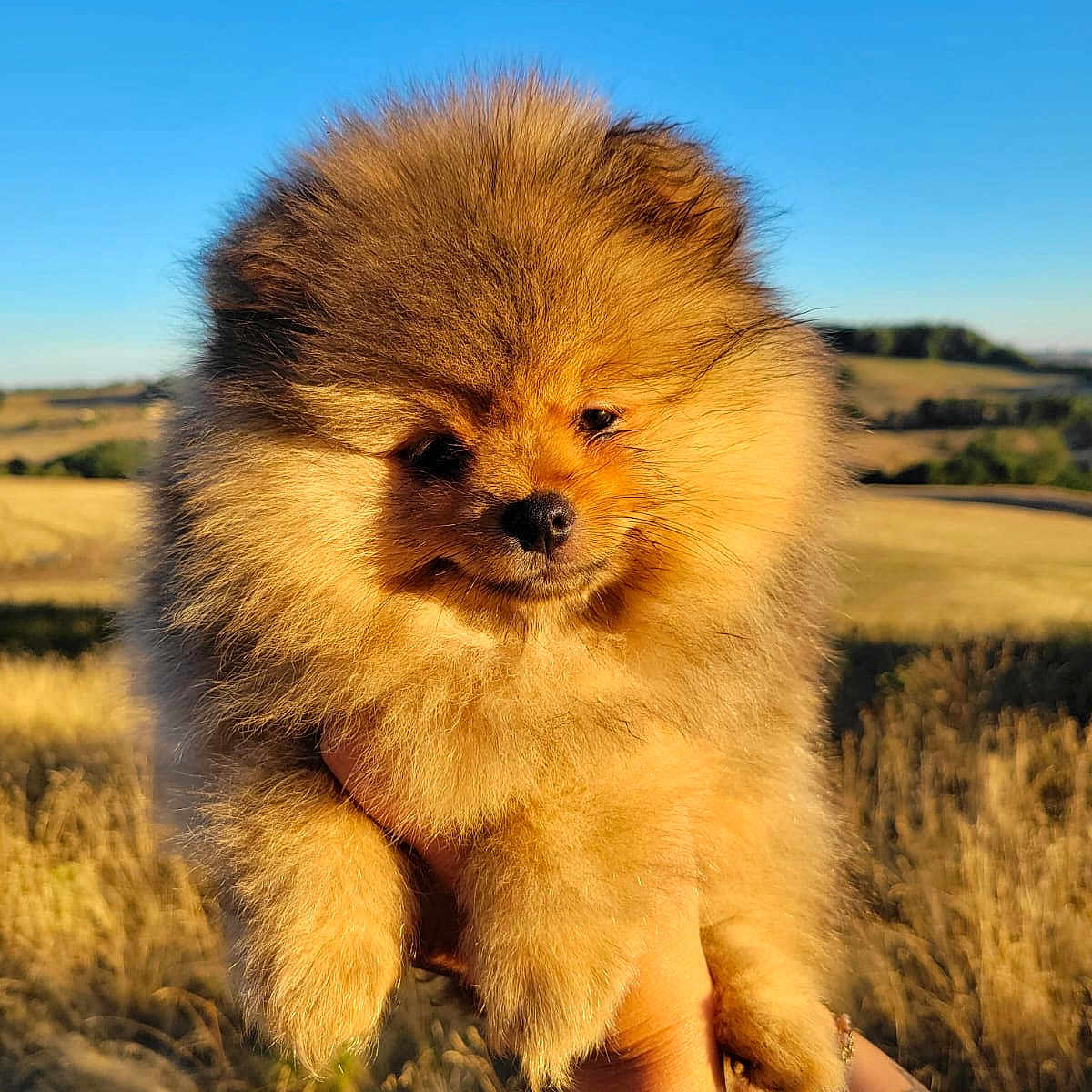 Bloom a rejoint le concours — aidez-le/la à gagner de superbes lots ! dog, puppy, pomeranian, fluffy, fur, outdoor, field, grass, sunlight, blue_sky, person, hand, watch, tattoo, nature, animal, cute, portrait, holding, summer