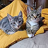 cat, kitten, animal, pet, feline, gray_cat, striped_cat, white_paws, yellow_blanket, bed, indoor, cute, young, resting, fur, whiskers, ears, eyes, cozy, home