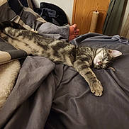 Malakai joined the competition — help win amazing prizes! cat, tabby, sleeping, bed, blanket, foot, indoor, cozy, feline, resting, striped, cute, soft, domestic_animal, pet, relaxed, fur, paw, whiskers, home