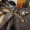 cat, tabby, sleeping, bed, blanket, foot, indoor, cozy, feline, resting, striped, cute, soft, domestic_animal, pet, relaxed, fur, paw, whiskers, home