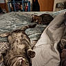 cat, bed, sleeping, resting, feline, indoor, cozy, blanket, fur, striped, paw, relaxation, home, shelf, door, comfort, animal, pet, domestic, quiet