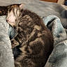 kitten, cat, sleeping, tabby, fur, blanket, soft, cozy, indoor, closeup, cute, pet, animal, young, resting, comfort, feline, nap, warm, domestic
