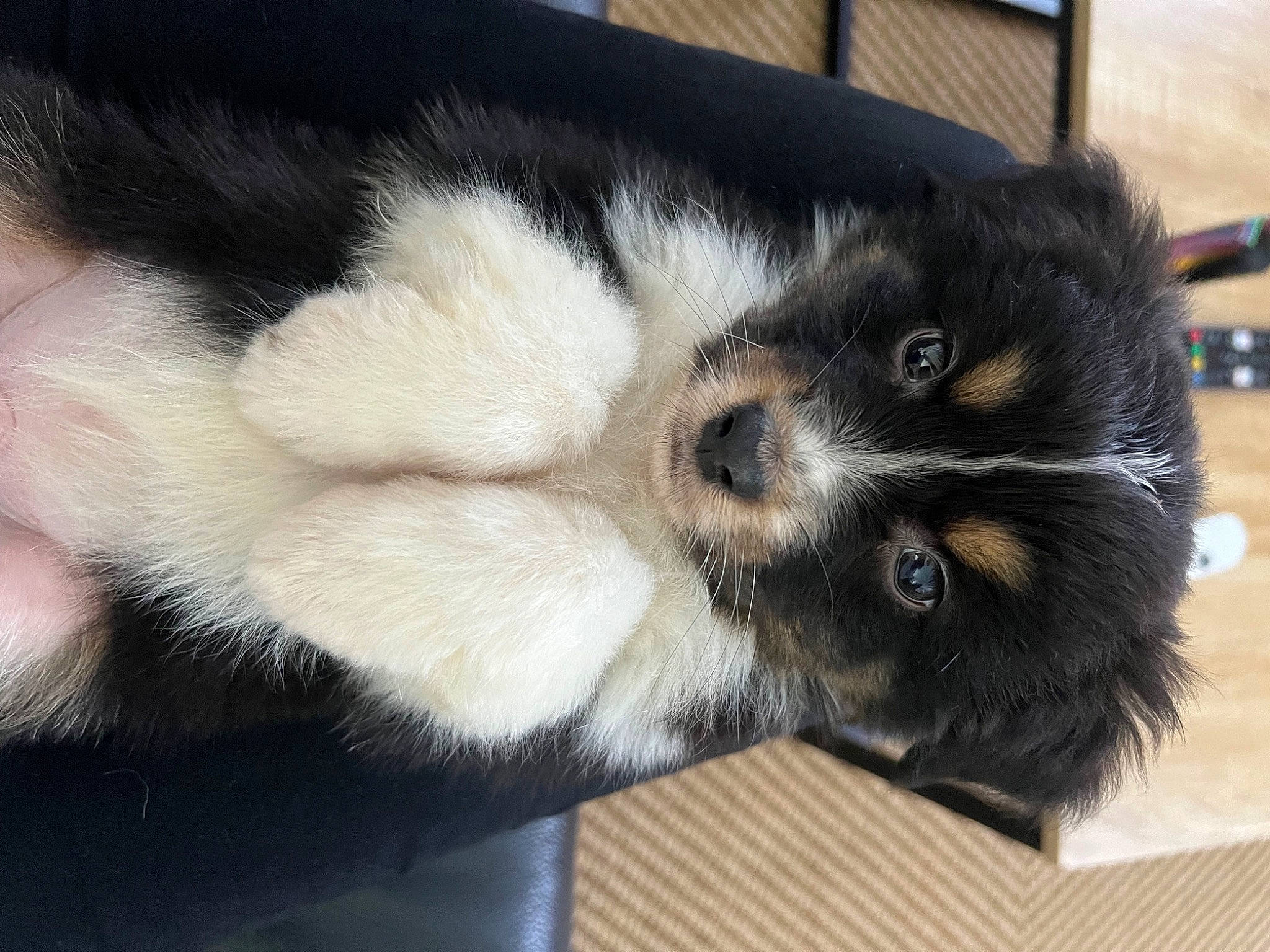 Summer a rejoint le concours — aidez-le/la à gagner de superbes lots ! canidae, carnivore, claw, companion_dog, dog_breed, felidae, fur, paw, small_to_medium_sized_cats, snout, sporting_group, tail, terrestrial_animal, whiskers