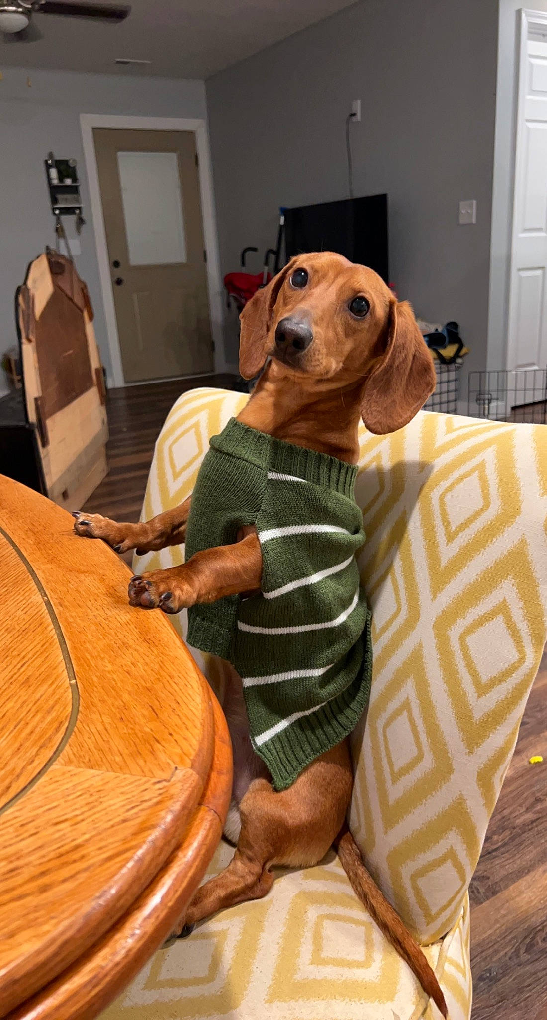 Kai is registered to the contest to win money with this photo: brown, carnivore, chair, comfort, companion_dog, couch, dog, dog_breed, dog_supply, fawn, flooring, hardwood, hound, liver, pet_supply, snout, table, varnish, wood, working_animal