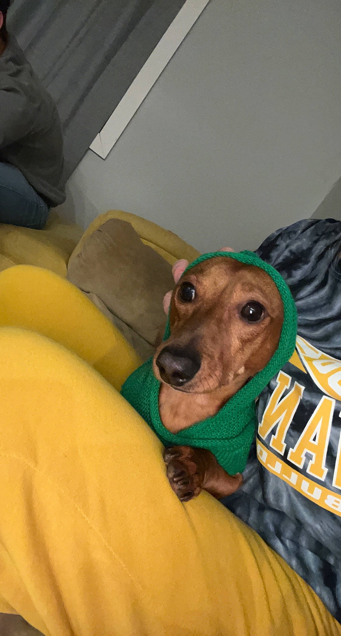 Kai joined the competition — help win amazing prizes! canidae, carnivore, collar, comfort, companion_dog, dog, dog_breed, dog_clothes, dog_collar, dog_supply, ear, fawn, fur, pet_supply, rampur_greyhound, sleeve, snout, sporting_group, whiskers, working_animal