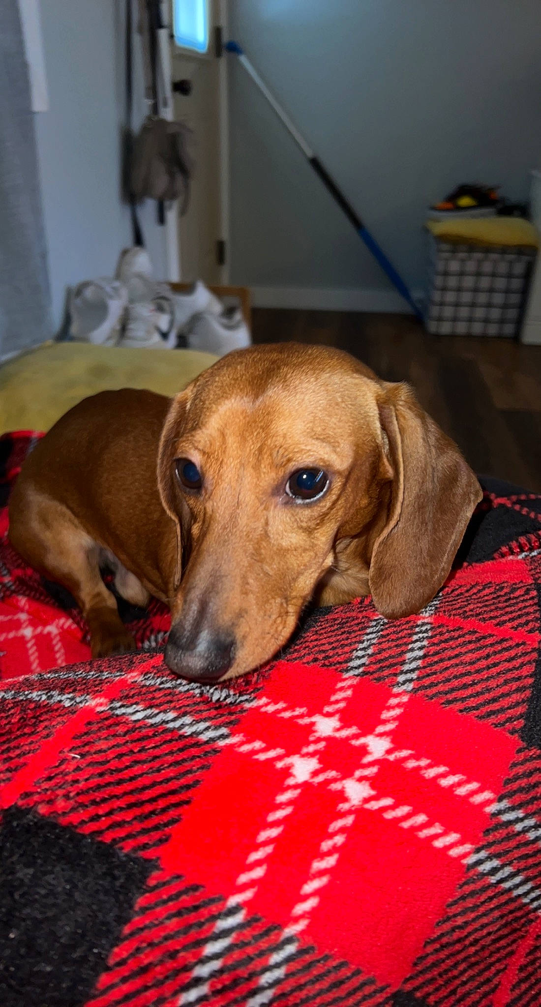 Kai joined the competition — help win amazing prizes! canidae, carnivore, companion_dog, dog, dog_breed, dog_supply, fawn, flooring, hound, hunting_dog, liver, pattern, pet_supply, scent_hound, snout, sporting_group, whiskers, working_animal