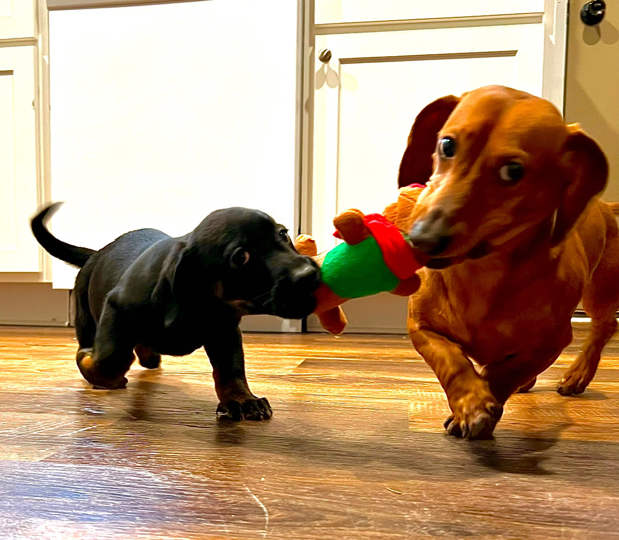 Kai joined the competition — help win amazing prizes! canidae, carnivore, companion_dog, dog, dog_breed, dog_collar, dog_supply, event, fawn, flooring, guard_dog, hound, liver, mammal, pet_supply, snout, sporting_group, terrestrial_animal, vertebrate, working_animal