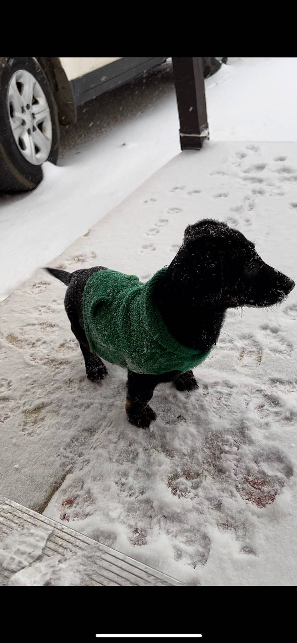 Poe is registered to the contest to win money with this photo: asphalt, automotive_tire, black, carnivore, companion_dog, dog, dog_breed, dog_clothes, dog_supply, flooring, grey, hubcap, road_surface, snout, snow, tail, tire, vertebrate, wheel, winter