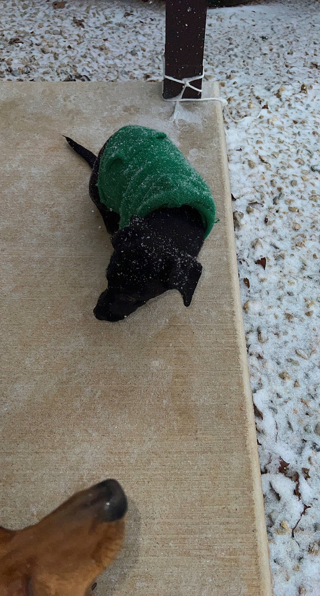 Poe joined the competition — help win amazing prizes! asphalt, automotive_tire, carnivore, concrete, dog_breed, dog_supply, fashion_accessory, flooring, foot, freezing, fur, human_leg, road_surface, shadow, sidewalk, snow, tail, winter, wood, wool