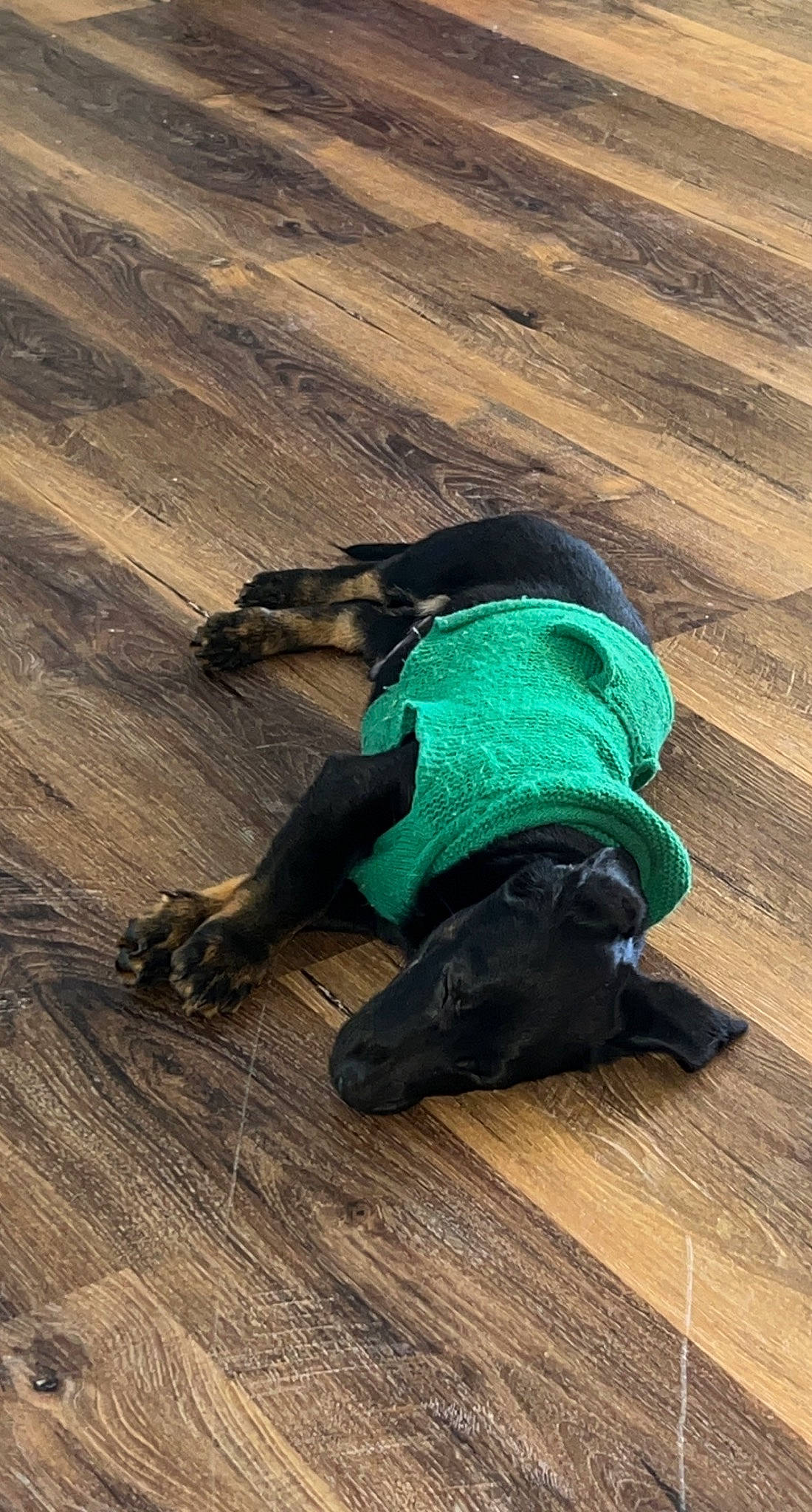 Poe joined the competition — help win amazing prizes! carnivore, comfort, dog, dog_breed, electric_blue, fashion_accessory, flooring, hardwood, human_leg, laminate_flooring, landscape, recreation, shadow, sporting_group, tints_and_shades, umbrella, wood, wood_flooring, wood_stain, working_animal