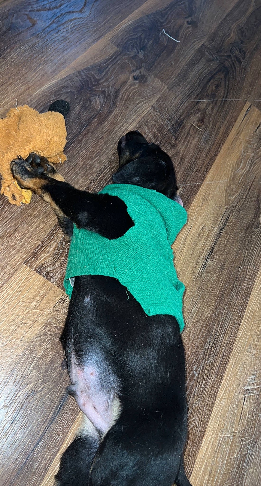 Poe joined the competition — help win amazing prizes! canidae, carnivore, comfort, companion_dog, dog, dog_breed, dog_collar, dog_supply, fawn, flooring, fur, guard_dog, hardwood, pet_supply, snout, sporting_group, tail, tints_and_shades, wood, working_animal