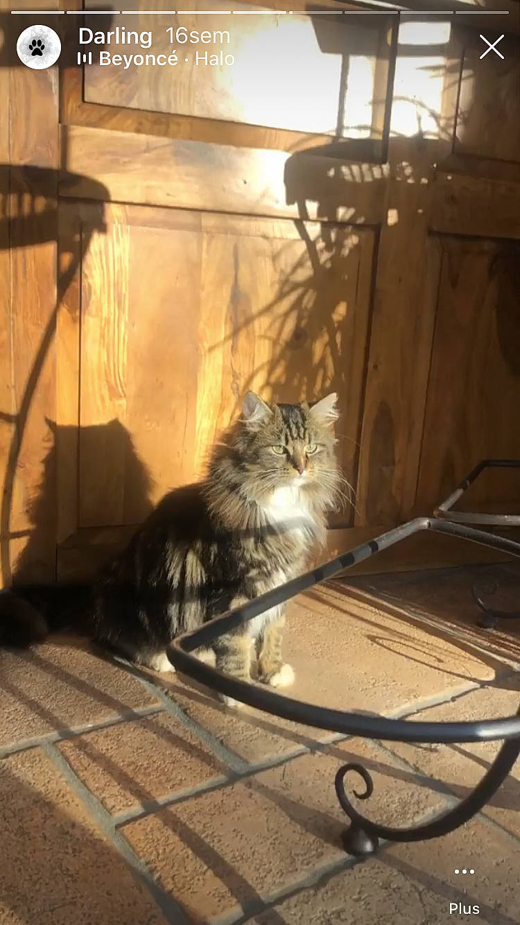 Darling a rejoint le concours — aidez-le/la à gagner de superbes lots ! american_curl, asian, carnivore, cat, domestic_long_haired_cat, domestic_short_haired_cat, dragon_li, european_shorthair, felidae, floor, kitten, maine_coon, mammal, norwegian_forest_cat, siberian, small_to_medium_sized_cats, tabby_cat, tail, whiskers, wild_cat