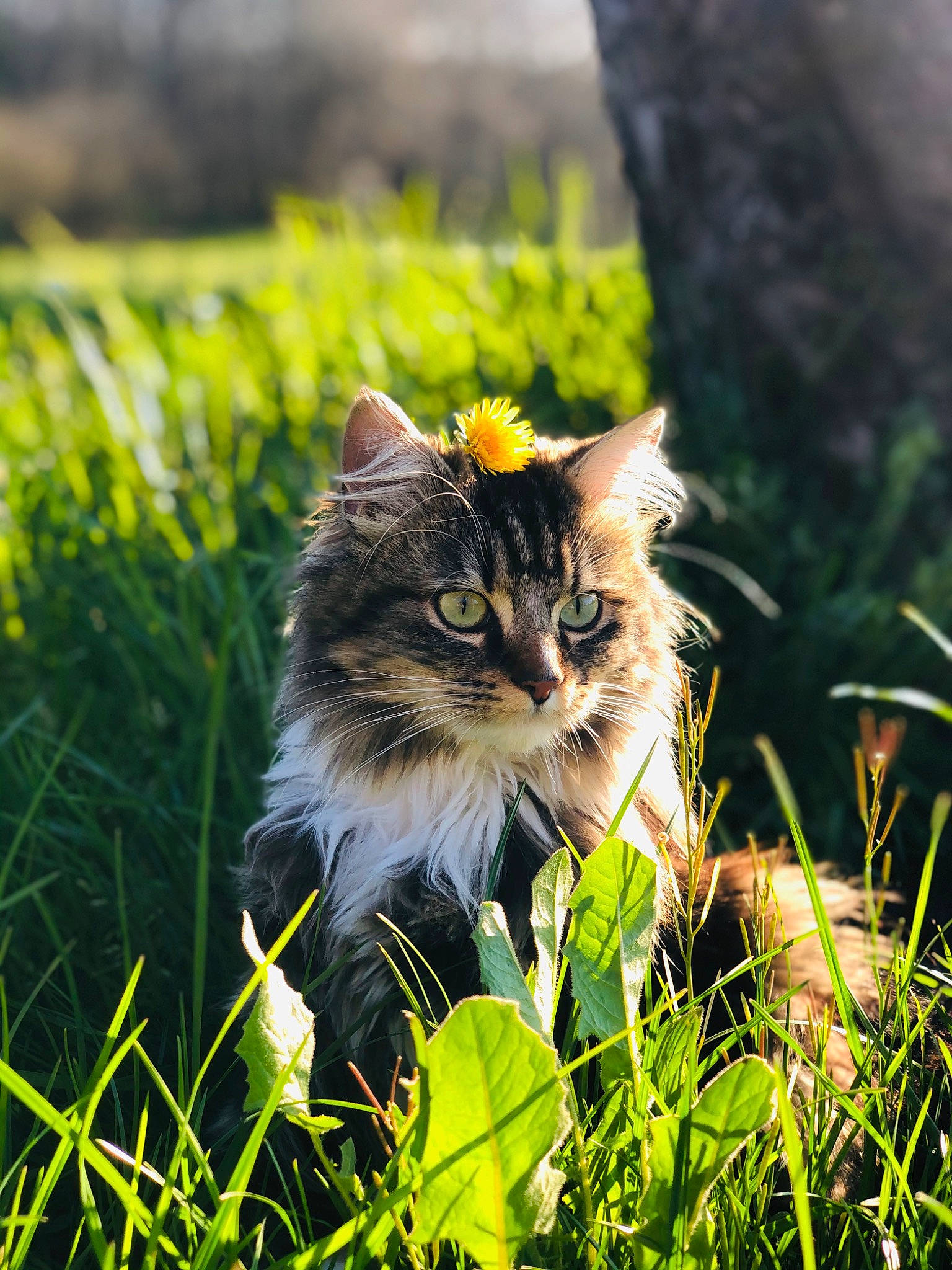 Darling participe au concours pour gagner de l'argent avec cette photo : carnivore, cat, domestic_long_haired_cat, felidae, grass, grass_family, green, kitten, maine_coon, norwegian_forest_cat, plant, siberian, small_to_medium_sized_cats, spring, sunlight, tabby_cat, tree, whiskers, wild_cat, wildflower
