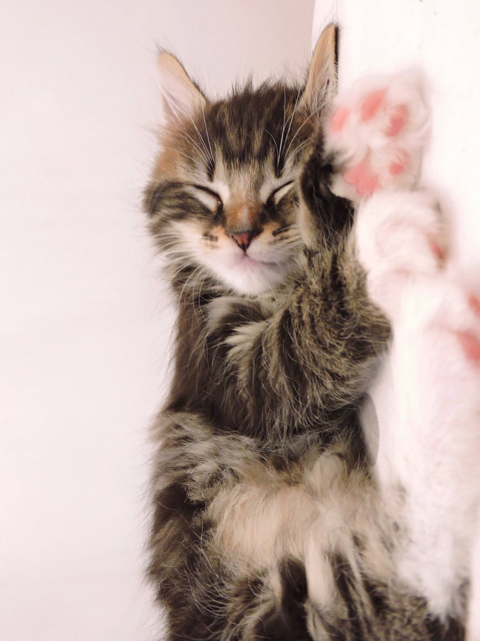 Darling a rejoint le concours — aidez-le/la à gagner de superbes lots ! asian, carnivore, cat, dragon_li, european_shorthair, felidae, fur, kitten, maine_coon, mammal, norwegian_forest_cat, pixie_bob, siberian, small_to_medium_sized_cats, snout, tabby_cat, whiskers