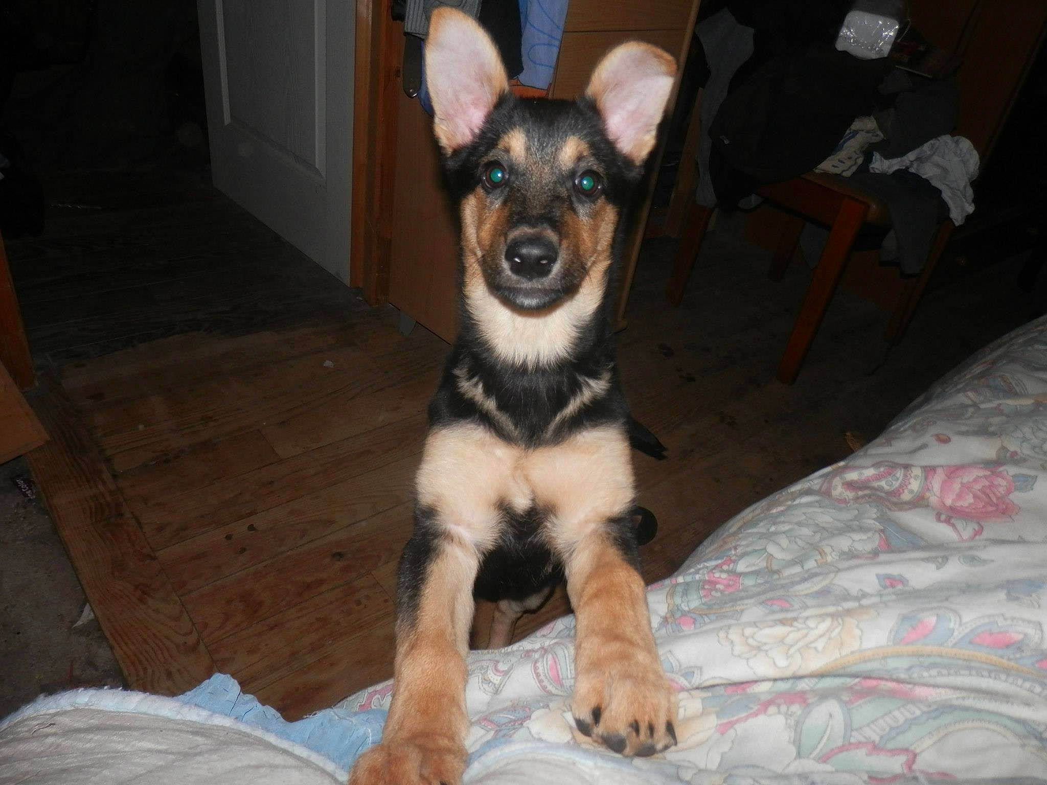 Chipie a rejoint le concours — aidez-le/la à gagner de superbes lots ! canidae, carnivore, comfort, companion_dog, dog, dog_breed, dog_supply, ear, fawn, fur, paw, small_terrier, snout, sporting_group, terrestrial_animal, terrier, toy_dog, whiskers, working_animal, working_dog