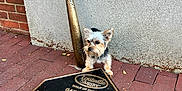 Winston joined the competition — help win amazing prizes! dog, small_dog, baseball_bat, plaque, brick_pavement, wall, outdoor, animal, pet, curious, vintage, sports_memorabilia, commemorative, historic, brown_brick, concrete_wall, standing, alert, loyal, daylight