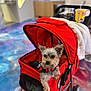 Winston joined the competition — help win amazing prizes! dog, pet_stroller, red, indoor, small_dog, curious, canine, animal, wheel, fabric, blurred_background, leash, paw, cute, fur, companion, domestic_animal, pet_accessory, colorful, happy