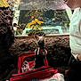 dog, service_dog, aquarium, fish, coral, tank, person, glasses, carrier, red, curious, indoor, pet, leisure, observation, water, marine_life, companion, blanket, cup