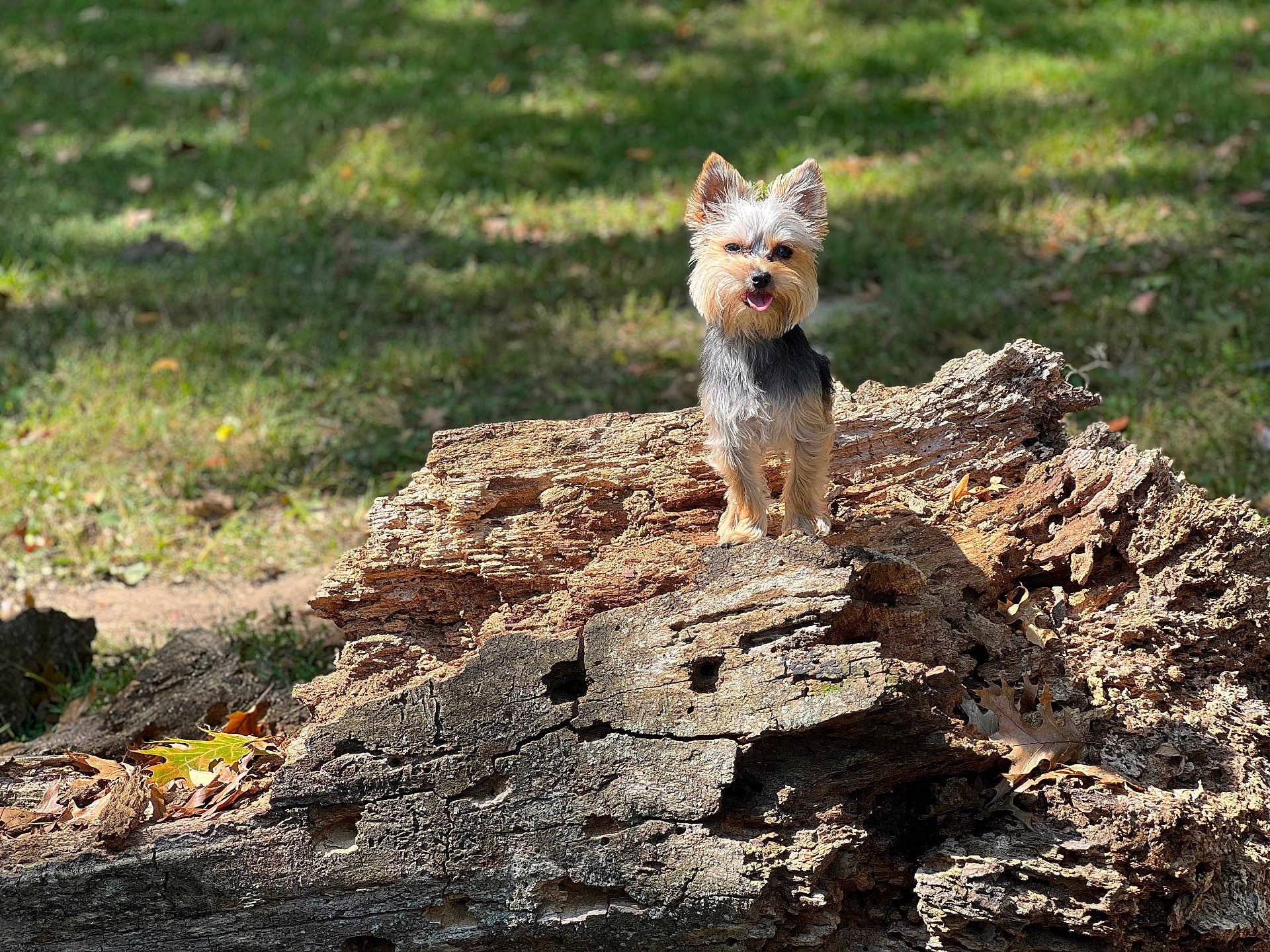 Winston is registered to the contest to win money with this photo: dog, yorkshire_terrier, small_dog, log, tree_bark, grass, outdoor, sunlight, nature, pet, tongue_out, animal, wood, daylight, cute, standing, forest_floor, leaf, playful, texture