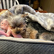 Winston is registered to the contest to win money with this photo: dog, puppy, blanket, plush_toy, sleeping, cozy, indoor, bed, fur, small_dog, cute, resting, comfort, soft, table, chair, wooden_surface, relaxation, pet, nap