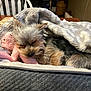 dog, puppy, blanket, plush_toy, sleeping, cozy, indoor, bed, fur, small_dog, cute, resting, comfort, soft, table, chair, wooden_surface, relaxation, pet, nap